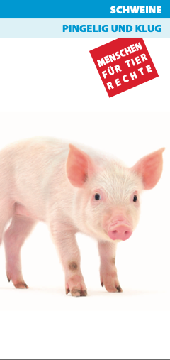 Schweine pingelig und klug